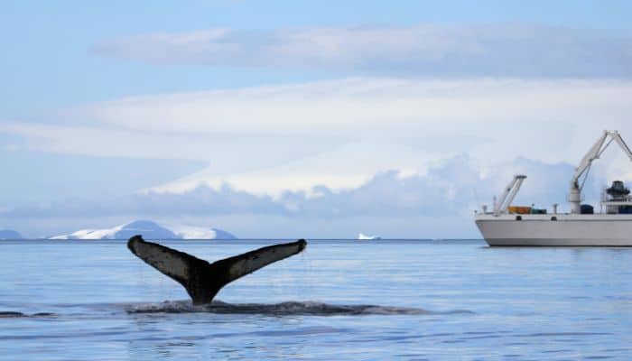 US Whales