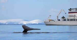 Whaling Ship