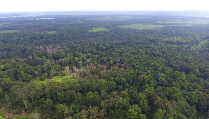 Rimba Raya Biodiversity Reserve © Infinity Earth