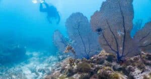 Ocean Census