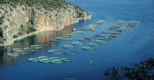 UN Urges Action on Global Blue Deal to Safeguard Oceans and Marine Life