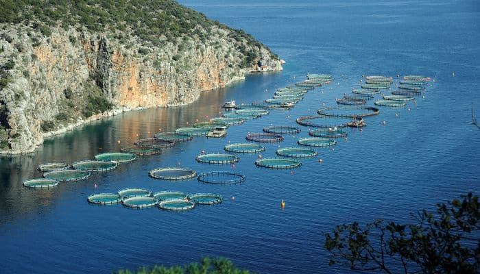 UN Urges Action on Global Blue Deal to Safeguard Oceans and Marine Life