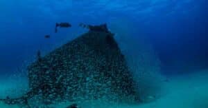 3000-Year-Old Rare Hand-Sewn Shipwreck To Be Retrieved From The Sea