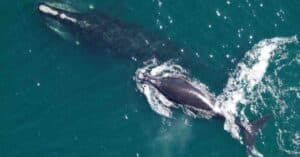 Biden-Harris Administration Announces Historic $82 Million For Endangered North Atlantic Right Whales As Part Of Investing In America Agenda