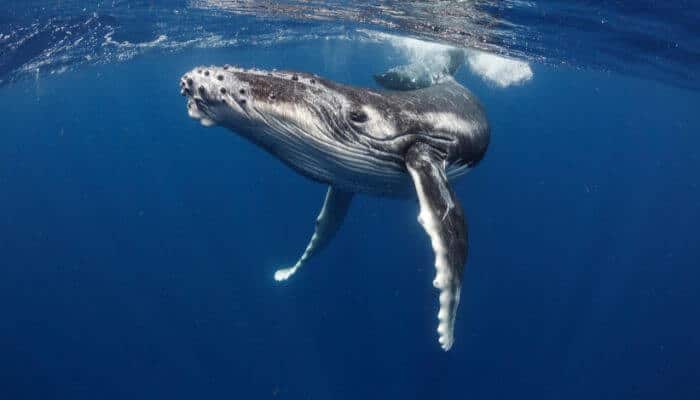 Whale