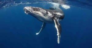 U.S. Coast Guard Launches Cetacean Desk To Protect Endangered Whales In Salish Sea