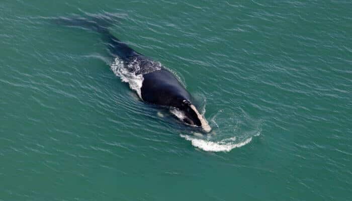 Right Whale