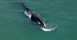 Maine Fishing Gear, Cause Of North Atlantic Right Whale Death, Reveals NOAA