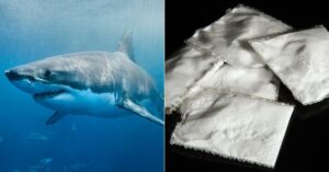 Sharks Test Cocaine-Positive Off The Coast Of Brazil’s Party City Rio de Janeiro