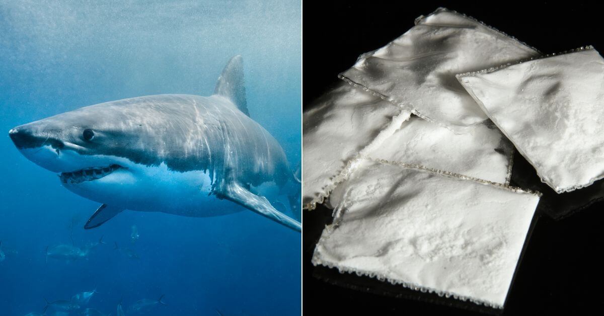 Shark