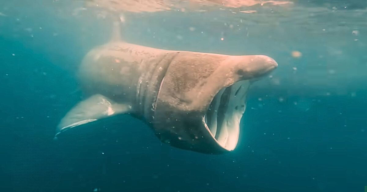Basking Shark