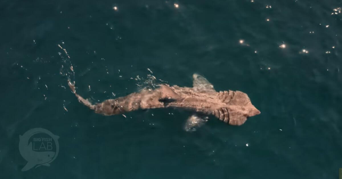Shark