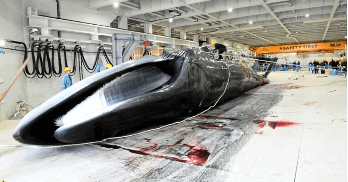 Fin whale