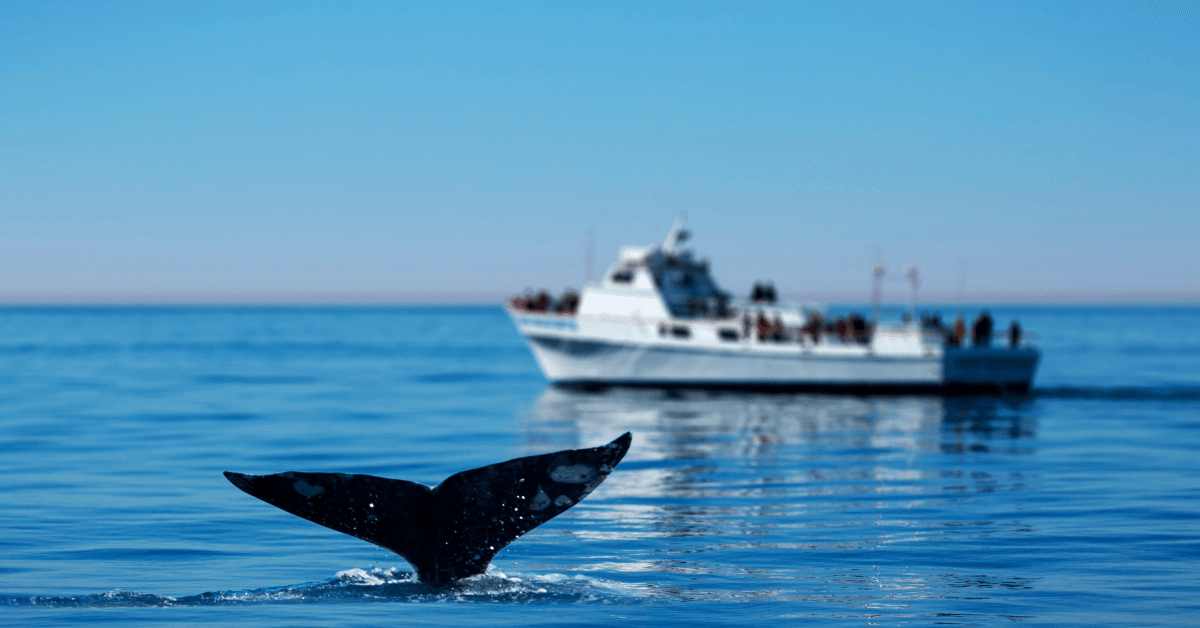 Whale Watching