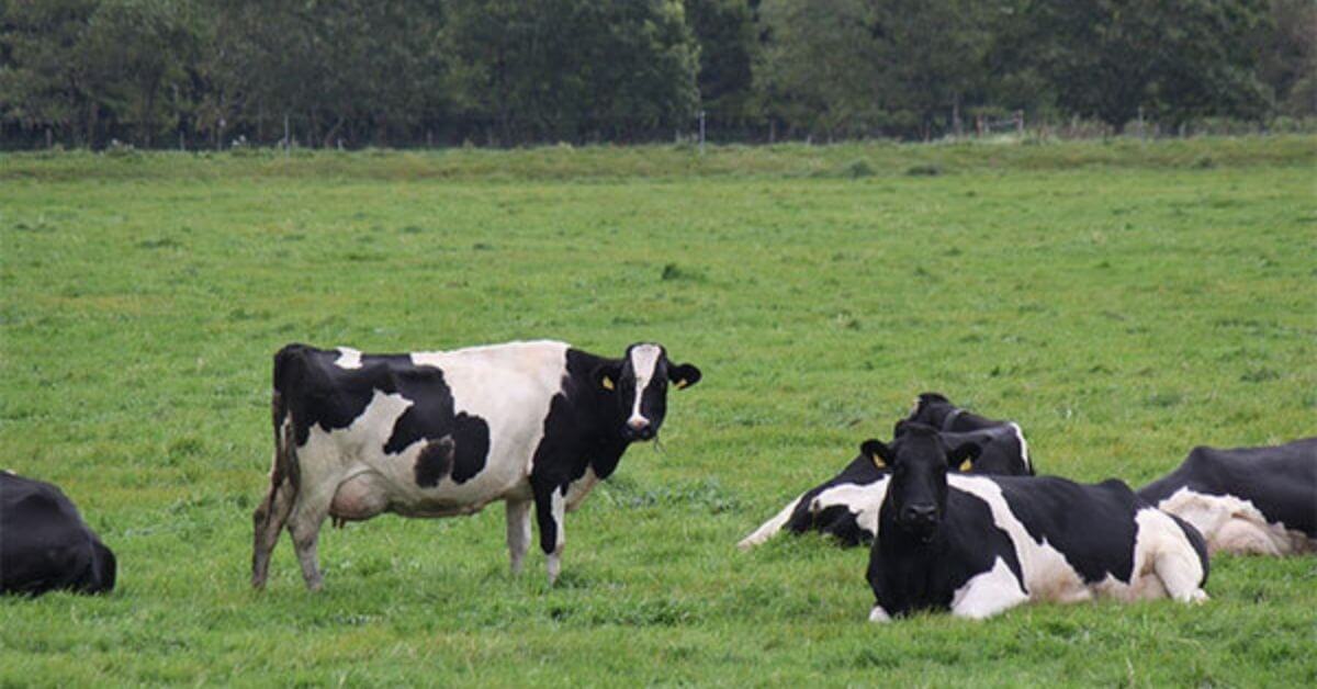Cow