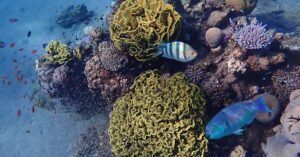 India Signs Global Ocean Treaty To Protect Marine Biodiversity In High Seas