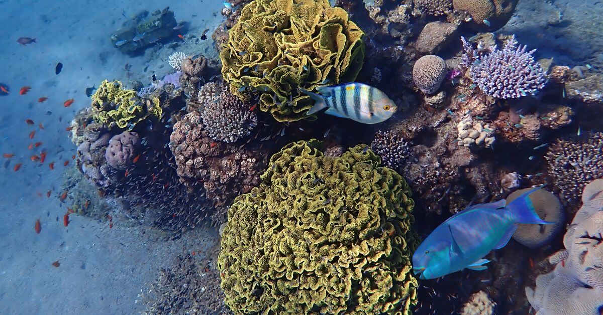 Marine life