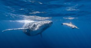 IWC Rejects Proposal To End Commercial Whaling Ban, Strengthens Protection For Whales