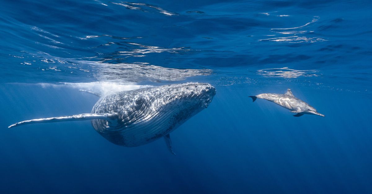 Whale