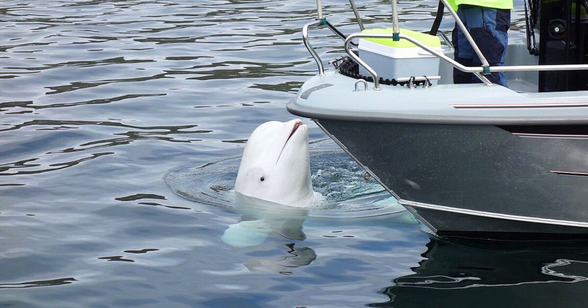 Whale