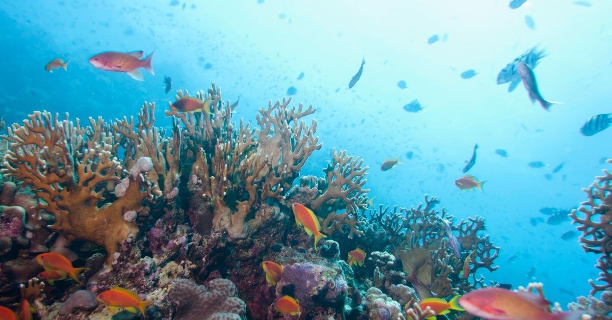 Marine life