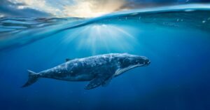 underwater radiated noise