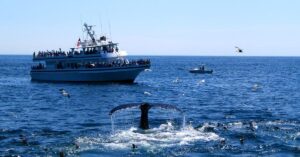 New Study Reveals Measures To Save Whales From Deadly Ship Strikes