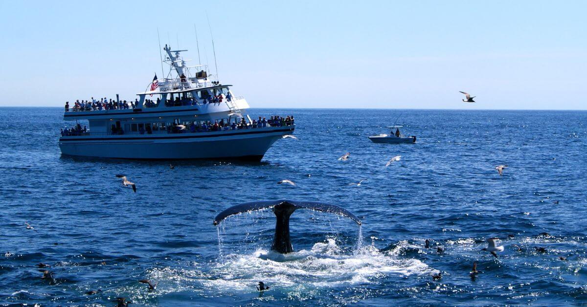 Whale