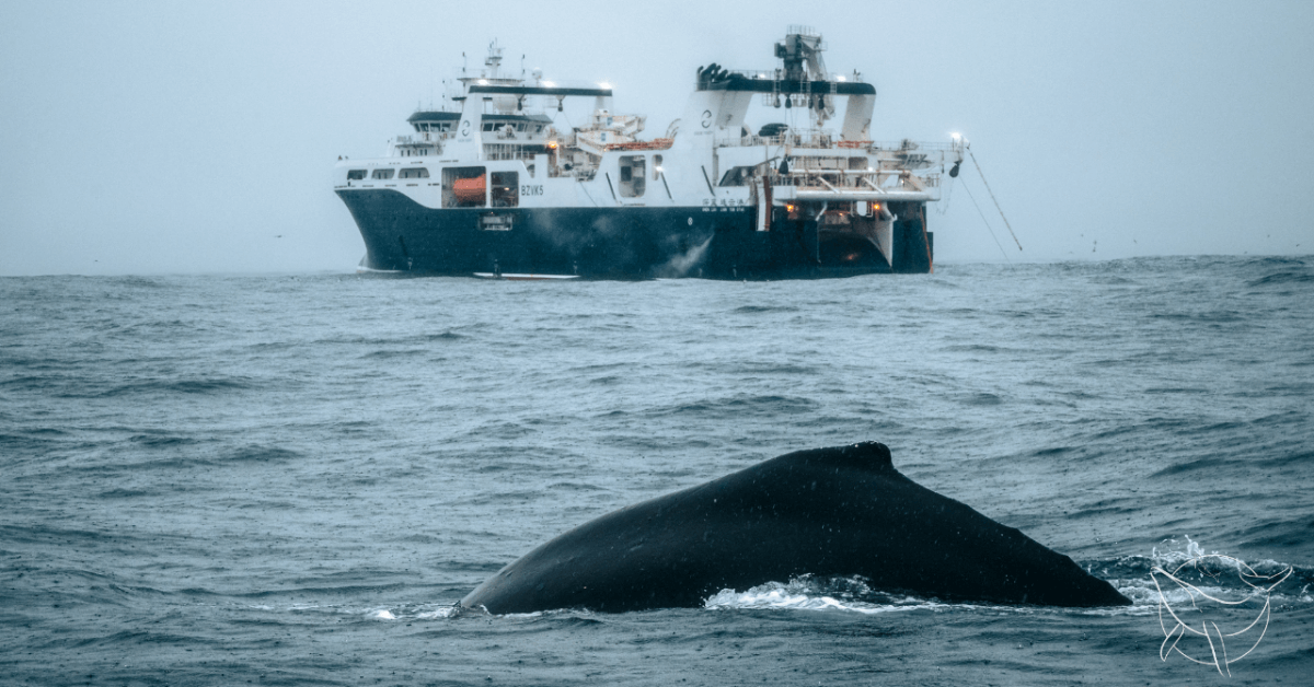 Whaling Ship