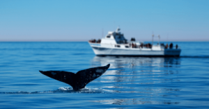 U.S. Withdraws Proposed Ship Speed Rules To Protect Endangered Whales From Collisions