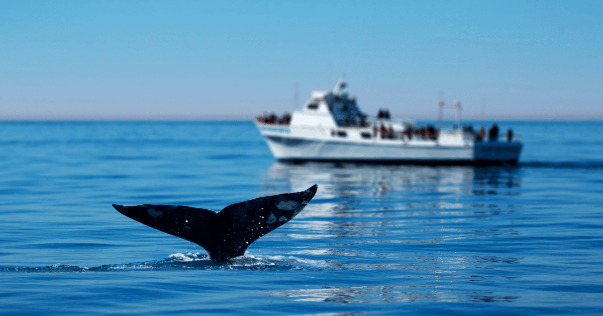 Whale