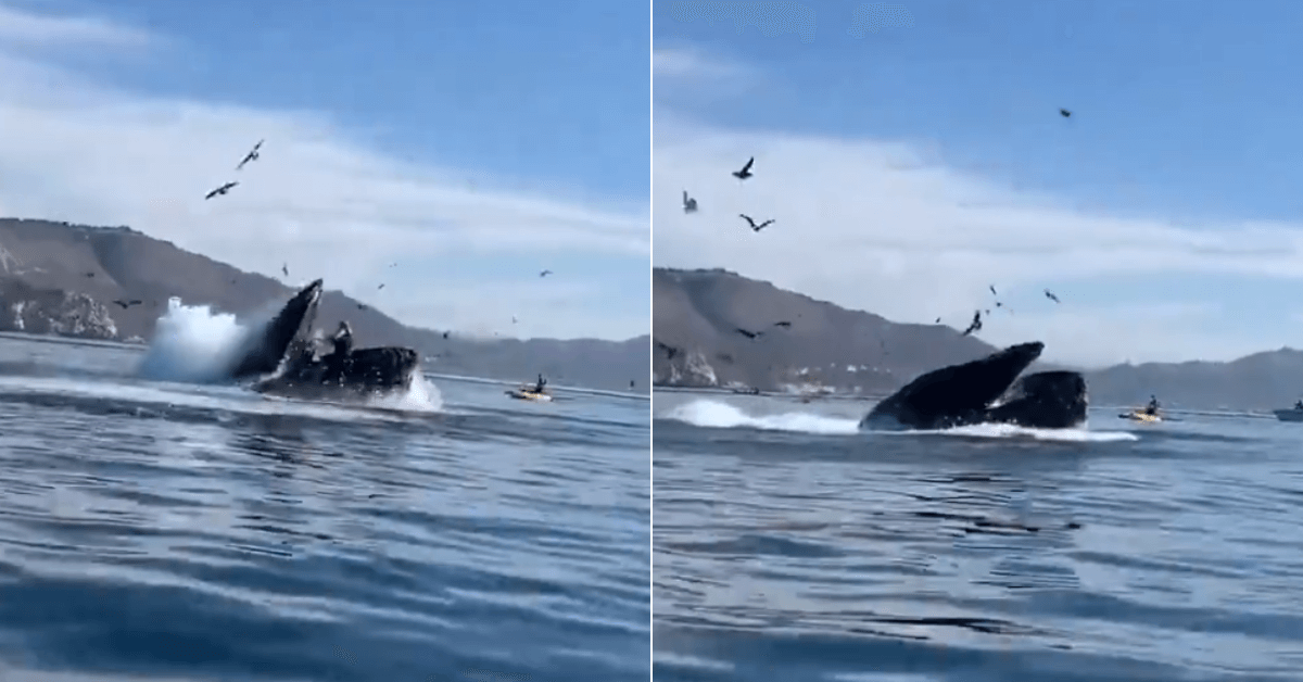 Whale