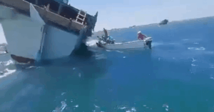Watch: Over 1,000 Sheep Drown After Livestock Carrier Capsizes Off Yemen
