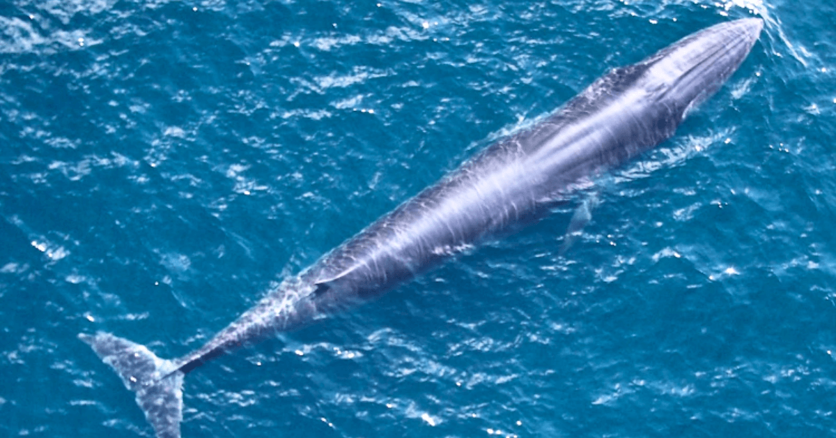 Rice's whale