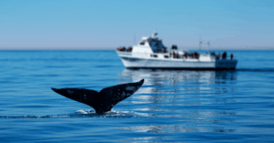 International Fund For Animal Welfare Introduces Unique App To Prevent Ship-Whale Collisions