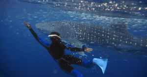 Nearly 80% Of Whale Sharks In Indonesia's West Papua Have Human-Caused Scars