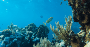 IMO Announces 2025 World Maritime Day Theme: ‘Our Ocean, Our Obligation, Our Opportunity'