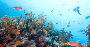 Over 60 Nations Ratify First Legally Binding Treaty To Protect High Seas Marine Life