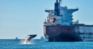 World Shipping Council Launches Updated Global Whale Chart To Reduce Ship Strikes