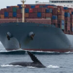 Chile Sees Increase In Fin Whale Ship Collisions During Peak Feeding Season